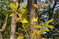 Ochna lanceolata